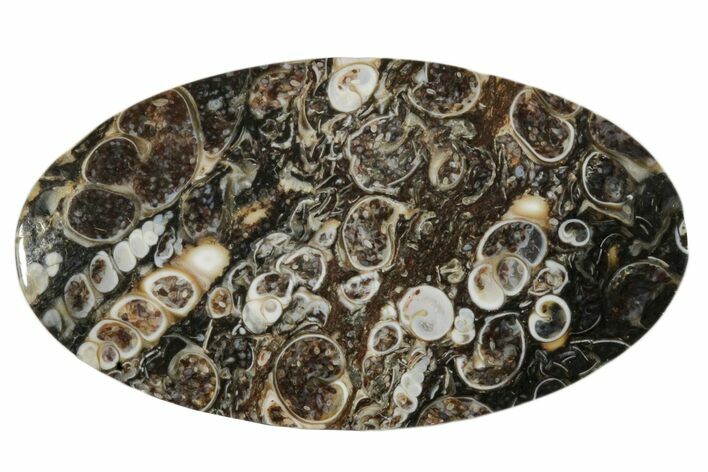 Polished Fossil Turritella Oval Cabochon #171314